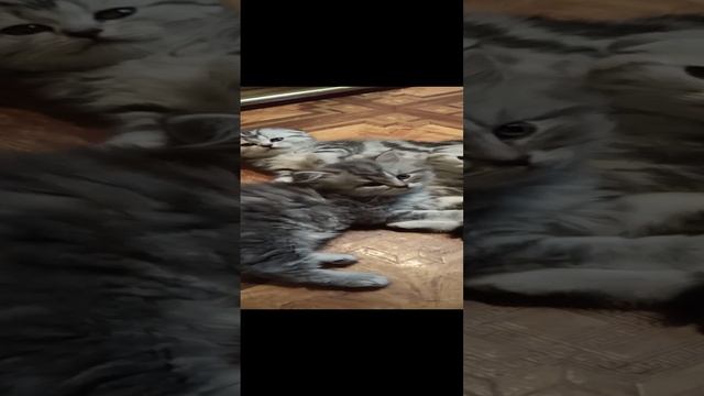 Малыши-кибалчеши (2024-11-06)