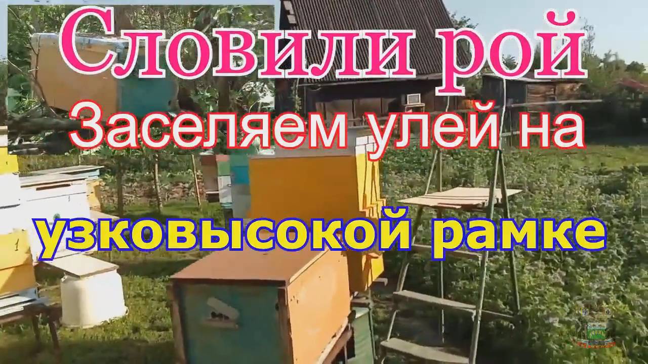 Словили рой . Заселяем в улей на узковысокой рамке .