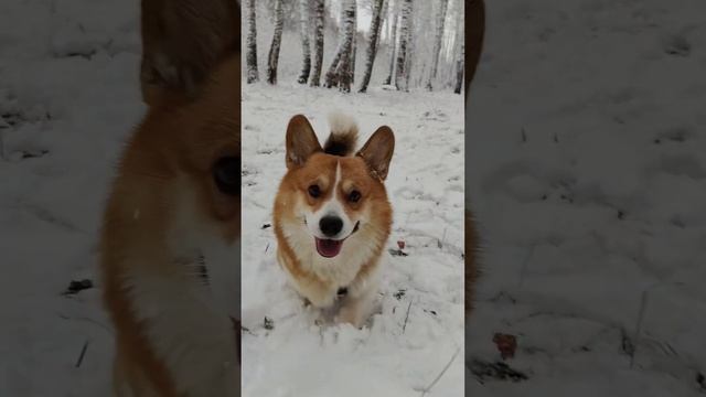 Лучший shorts на ютуб #коржмарти #корги #собака #дрессировка #юмор #рек #corgi #dog #funny