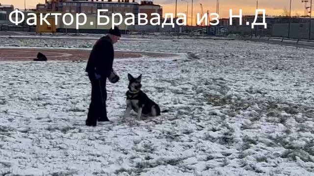 БРАВАДА из НЕВСКОГО ДЕСАНТА ПРК.03.11.24. Невская Застава