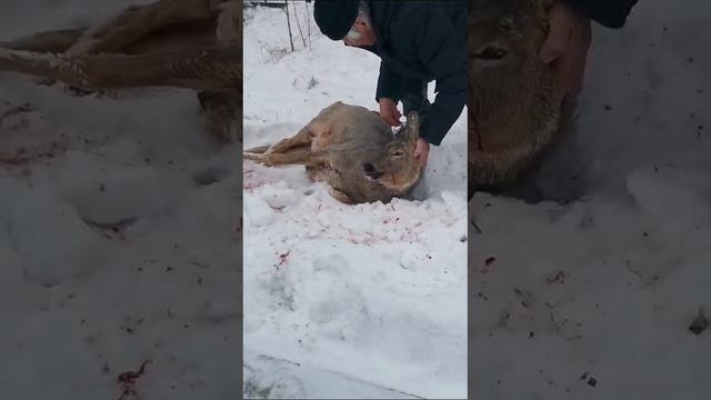 Косуля зашла к людям в город и её разадрали собаки...