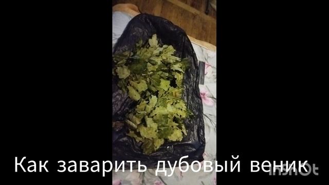 как запаривать банные дубовые веники