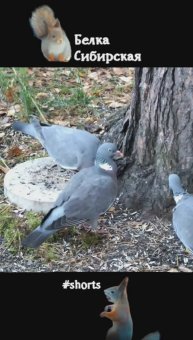Вяхири перед отлетом на юга