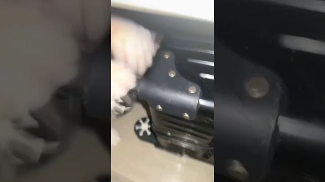 Когда кот играет, а за окном снежные сугробы, кажется, что чудо уже стучится в дверь.