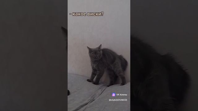 1000052240.mp4