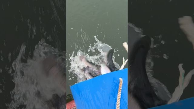 Запуск форели