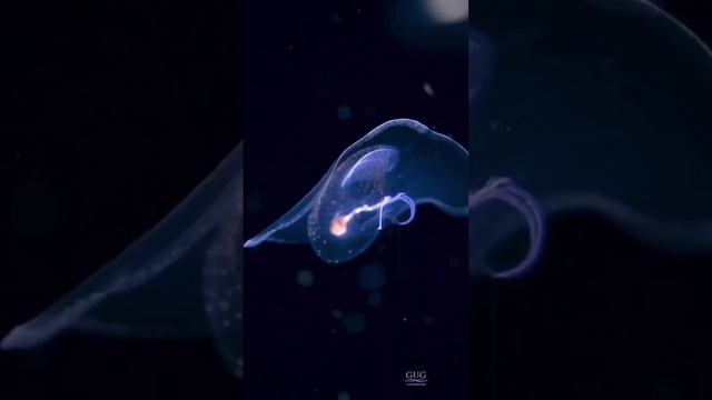 Морская бабочка, также именуется Corolla spectabilis.  
 Маленькая 4см, но очень красивая!