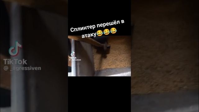 ААААААТААААААКККАААА