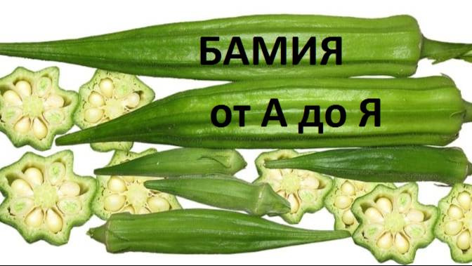 Бамия от а до я.