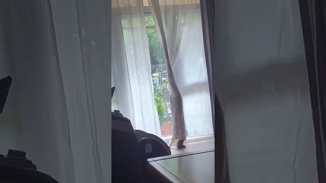 Новый год уже близко, и этот милый котик как раз настраивает на тёплую праздничную волну.