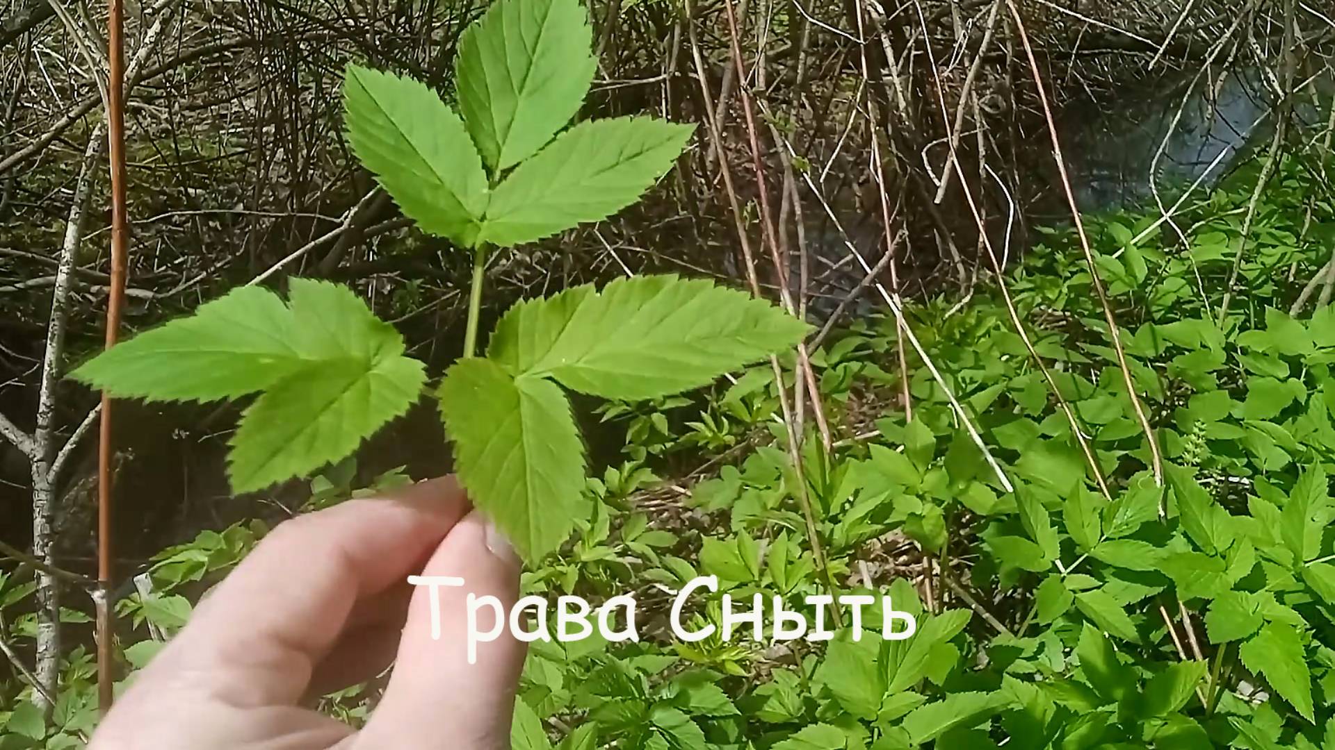 Трава Сныть