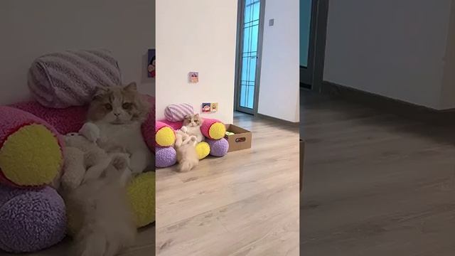 Когда вокруг огоньки и волшебство, этот хвостатый друг добавляет тепла в каждый момент.