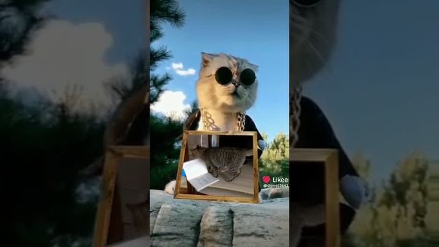 Like_7294930163034515212.mp4