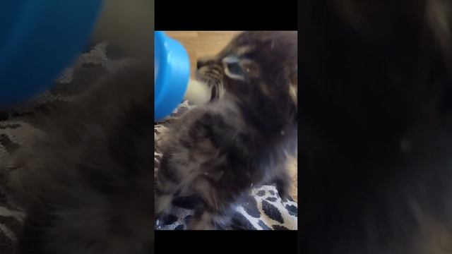 мейн кун и молоко