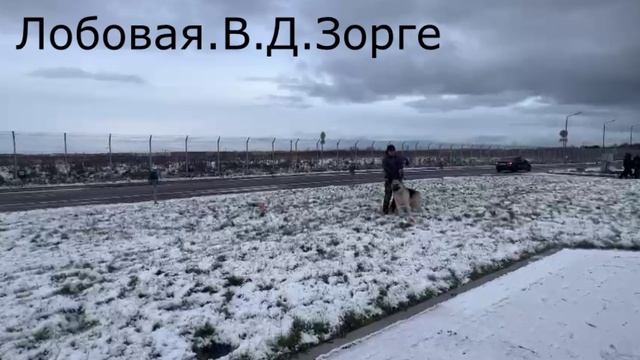 ВЕРНЫЙ ДРУГ ЗОРГЕ ПРК.03.11.24