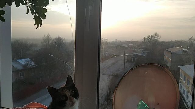 Мусенька сидит на подоконнике 🐱