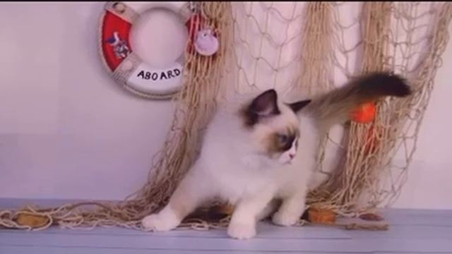 Люкс рэгдоллы, котята и шоу производители. Lux ragdolls, kittens and show producers.