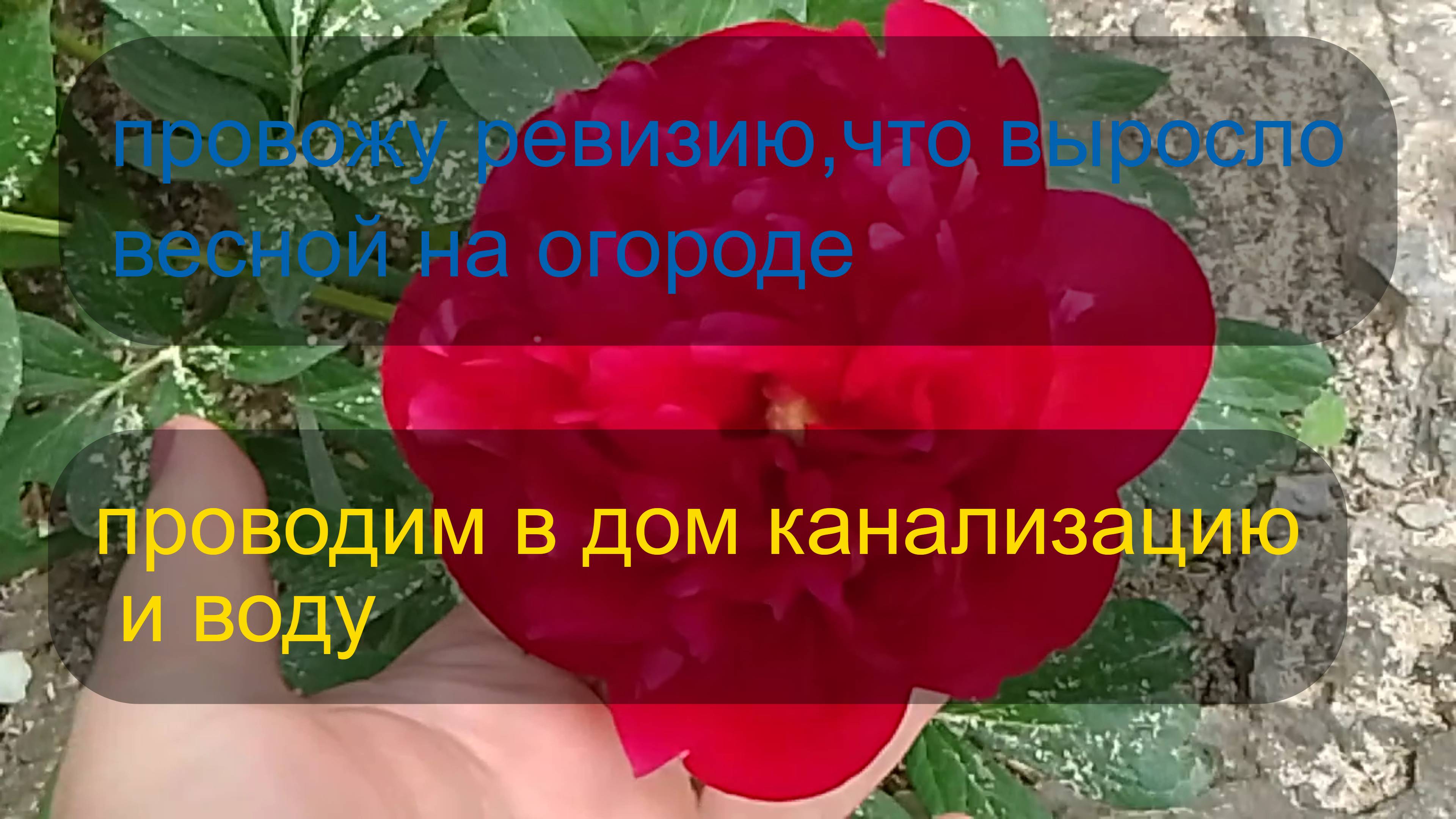 № 835 провожу ревизию, что выросло весной в огороде // проводим в дом канализацию и воду