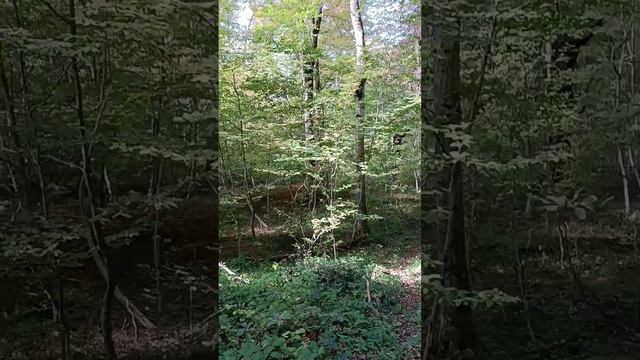 Будни домохозяйки из Сочи🌴 поехали в лес 🌲