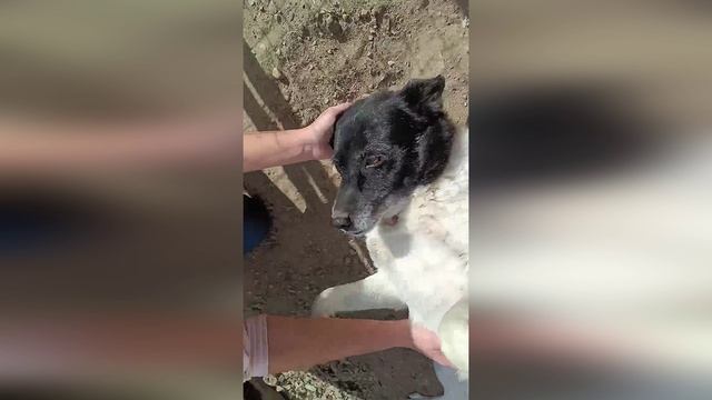 Норочка, замечательная девочка ищет любящий дом! 🙏🐶👨👩👧👦🏡