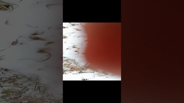 VID_20241106_121647.mp4