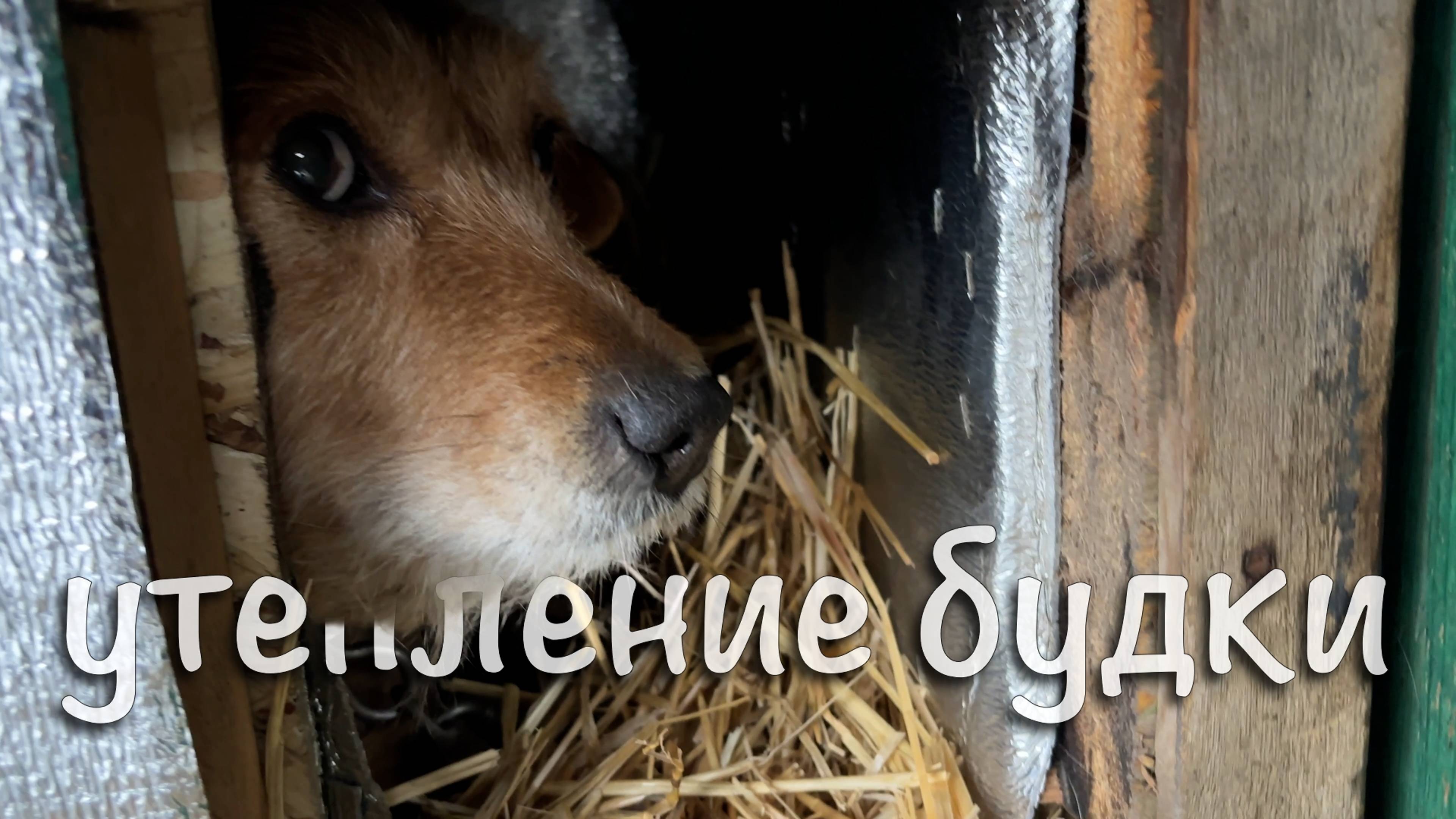 Утепление собачьей будки на зиму