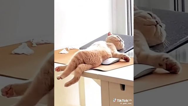 f44995536ca252d0b1fefdf7b29584cd.mp4