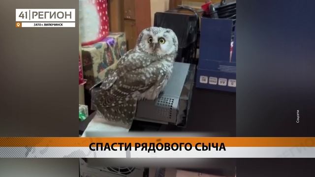 ОТ ГИБЕЛИ СОВУ СПАСЛИ ОТВАЖНЫЕ ШКОЛЬНИКИ ИЗ ВИЛЮЧИНСКА • НОВОСТИ КАМЧАТКИ