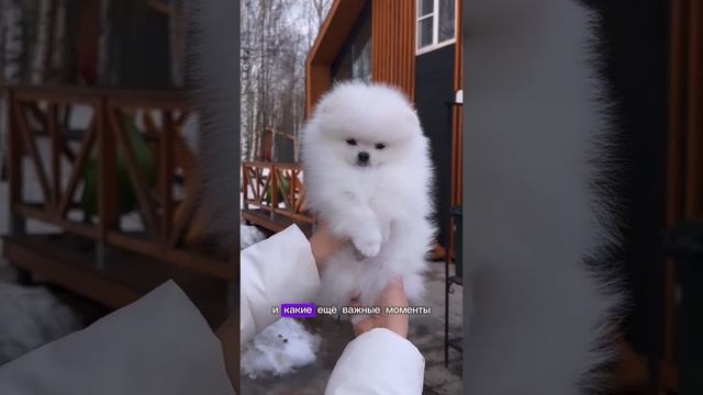 Прививки. Почему важно забирать полностью привитого щенка?