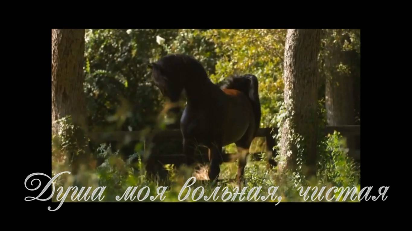 Душа моя вольная, чистая. Стихи и монтаж - Е.Доставалов, музыка и исполнение - О.Ветошев