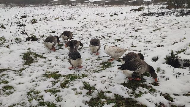 Вместе с рыжим котом Фоксом 🐱 хозяюшкой Лапой, пошли на хозяйство. Проверяем кур, уток, гусей