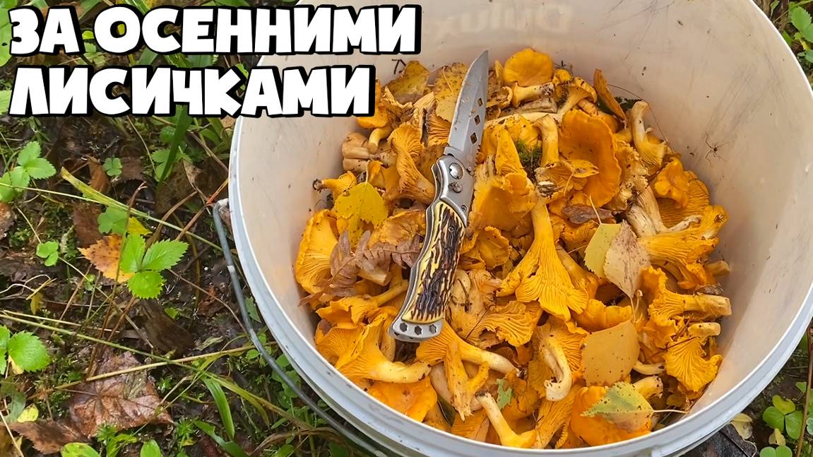 ЗА ЛИСИЧКАМИ В ХОЛОДНЫЙ ОСЕННИЙ ЛЕС