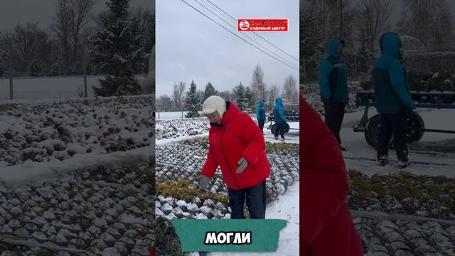 Осенние работы в Садовом центре Веры Глуховой продолжаются🍂