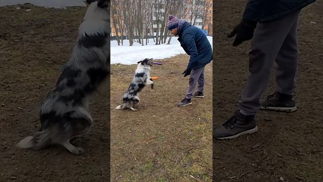 БК Арчи - ловля бабочки