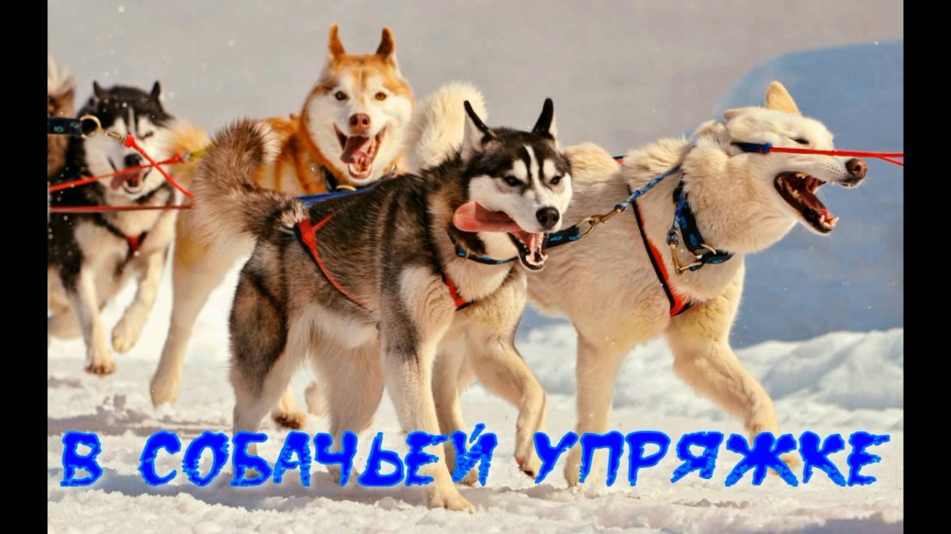 В собачьей упряжке. Стихи и монтаж - Е.Доставалов, генерация звука в ИИ - Н.Скляров