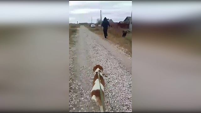 Грей нашел свой дом, первые приветы! 😉😉😉🥰🤗🤗🤗
