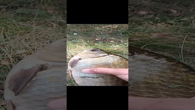 Карась🎣попался)