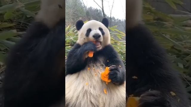 Хороший аппетит у панды☺