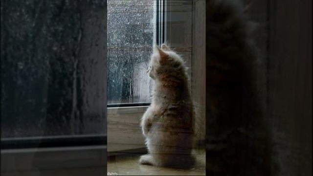 Ожидание. Дмитрий Шлапак