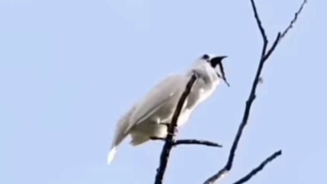 This birds...