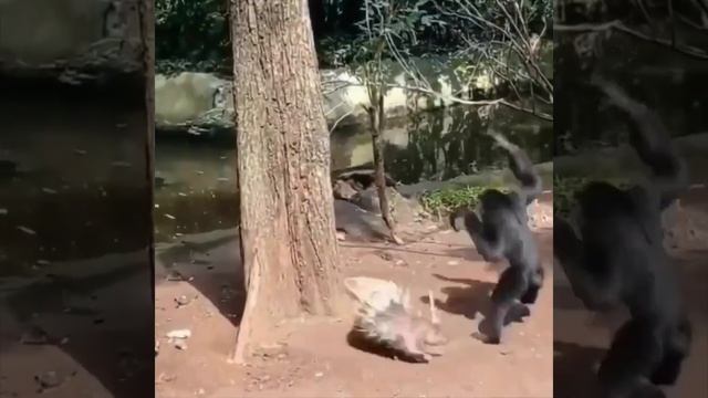 ВОТ ЗАДИРА😂😂😂