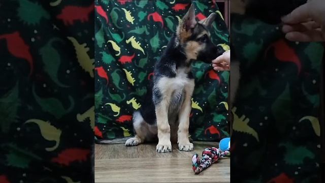 ВЕО сука