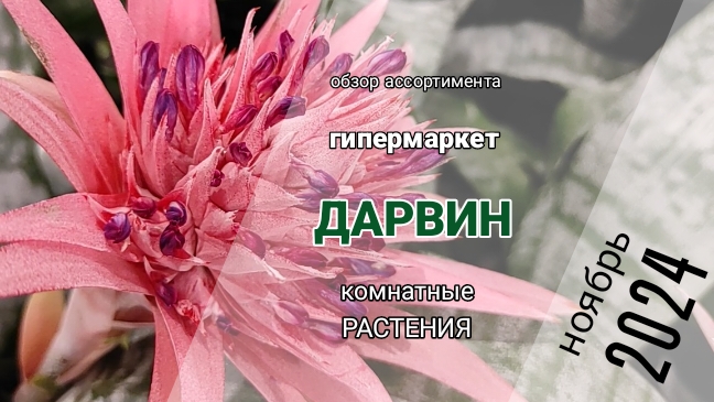 Комнатные растения в садовом центре Дарвин.