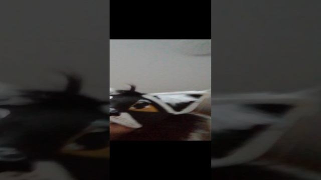 Квадробика прышки