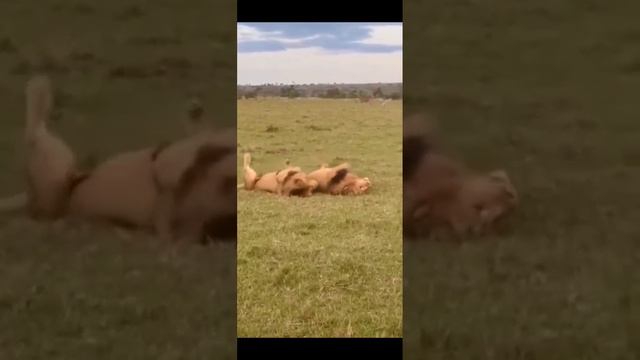 Прикольные видео с животными.