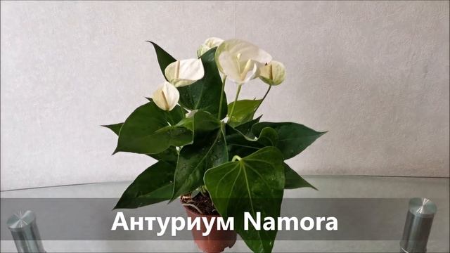 Антуриум Namora