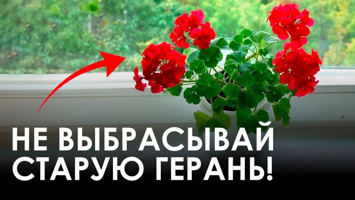 Вторая жизнь герани