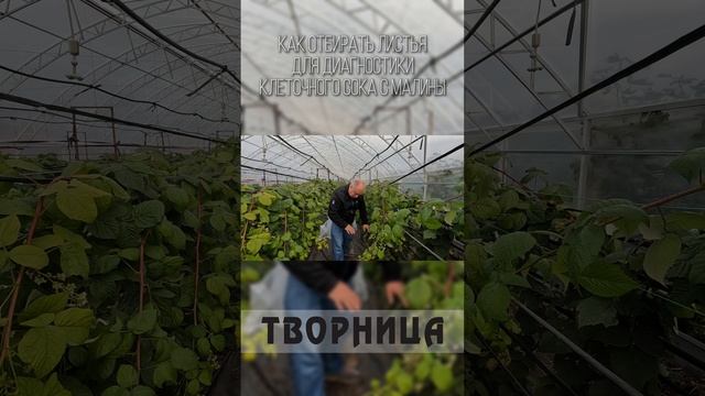 Как отбирать листья для анализа клеточного сока с малины? Часть 1