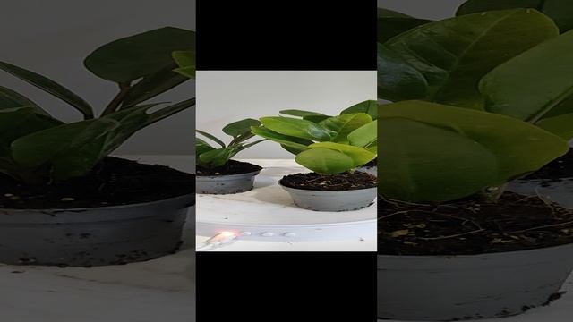 Замиокулькас 6см