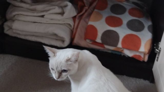 Предлагаю кошке ее будущее родильное отделение, а ей почему-то не очень нравится